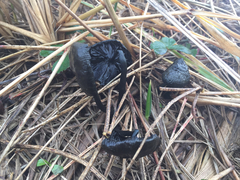 Psilocybe azurescens