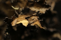 Tuckermanopsis americana