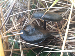 Psilocybe azurescens