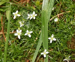 Moehringia muscosa