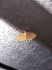 Palpita flegia