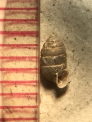 Gastrocopta armifera