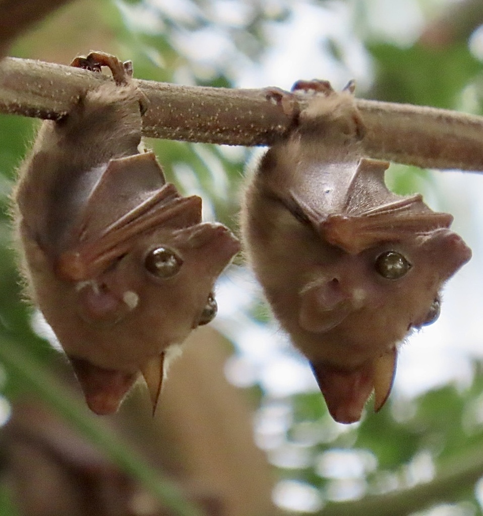 Lesser Epauletted Fruit Bat