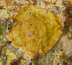Corallinophycidae