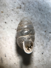 Gastrocopta armifera