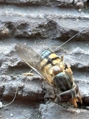 Unknown species found near Butler Memorial Hospital, Butler, PA, US