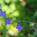 Lobelia cobaltica