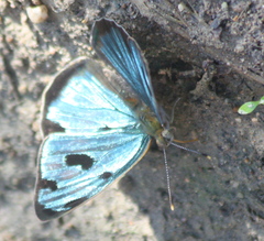 Dynamine postverta mexicana