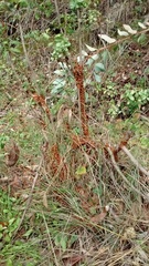 Hippodamia convergens