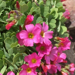 Oxalis squamata
