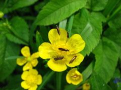 Micropterix calthella