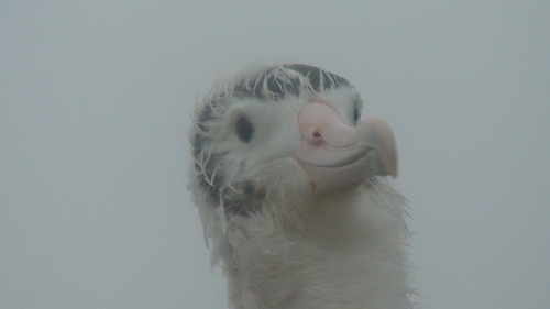 iNaturalist image