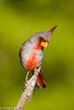Pyrrhuloxia - Photo (c) Greg Lasley, some rights reserved (CC BY-NC), uploaded by Greg Lasley