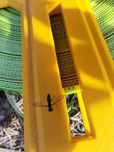 Unknown species found near South Kingstown, RI 02879, USA