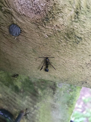Synanthedon tipuliformis