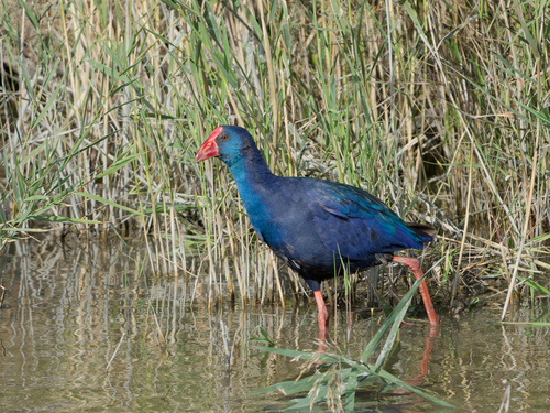 Calamón común (Porphyrio porphyrio)