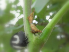 Enchenopa squamigera