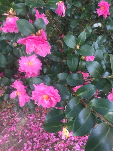 Camellia image