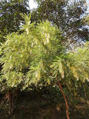 Alvaradoa amorphoides