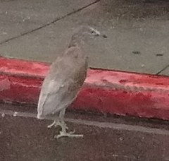 Nycticorax nycticorax