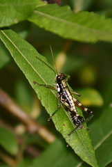 Booneacris glacialis