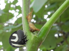 Enchenopa squamigera