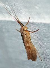 Nemotaulius hostilis