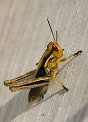 Melanoplus rusticus