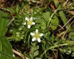 Moehringia ciliata