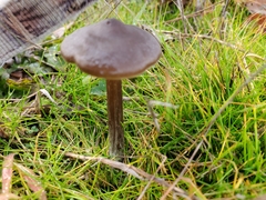 Fungi