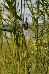 Prinia gracilis