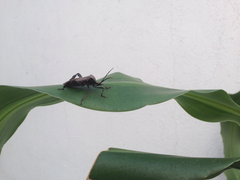 Acanthocephala