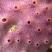 Pink Turret Sponge - Photo (c) tangatawhenua, some rights reserved (CC BY-NC)