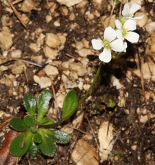 Arabis pumila