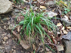 Carex digitata