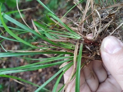 Carex digitata
