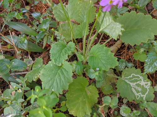 Fairy Primrose (Primula malacoides)