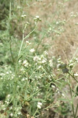 Parthenium hysterophorus image