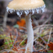 Questionable Stropharia - Photo (c) Mike Potts, some rights reserved (CC BY-NC-SA), uploaded by Mike Potts