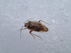 Lygus rugulipennis