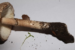 Lepiota ignivolvata