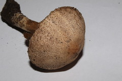 Lepiota ignivolvata
