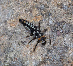 Eriopis connexa