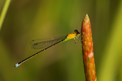 Ischnura capreolus