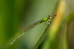 Ischnura capreolus
