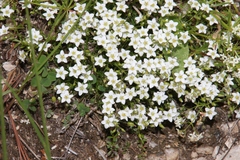 Sabulina verna