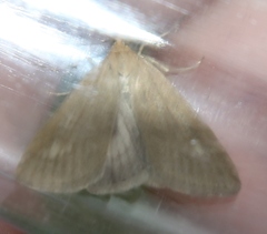 Udea alpinalis