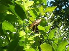 Heraclides thoas