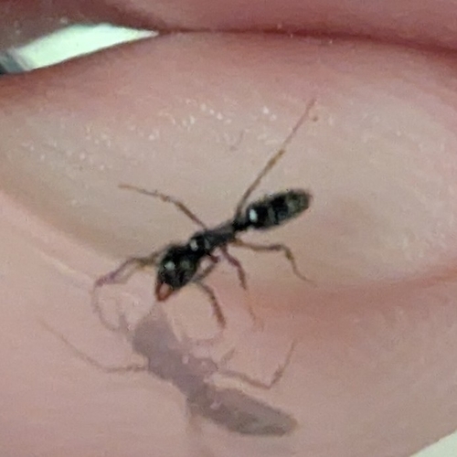 Asian Needle Ant photo 6