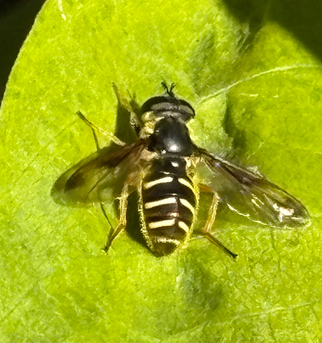 Unknown species found near Maple Ave, Berkeley Heights, NJ, US